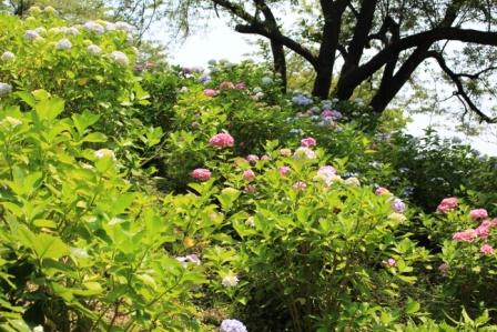 吾妻山公園　平成26年6月20日撮影のあじさいの写真1