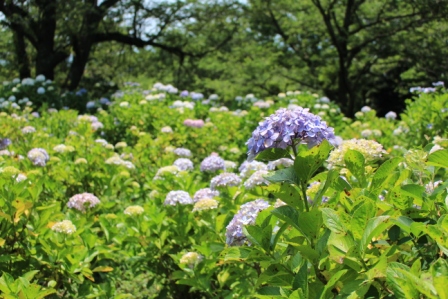 吾妻山公園　平成26年6月20日撮影のあじさいの写真2