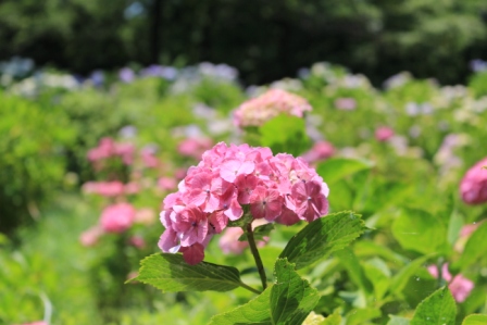 吾妻山公園　平成26年6月20日撮影のあじさいの写真3