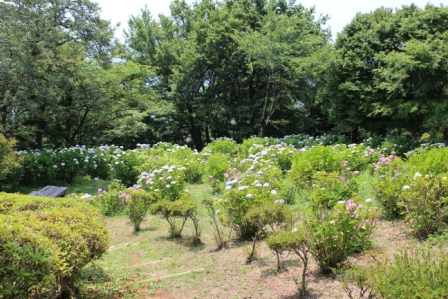 吾妻山公園　平成26年6月20日撮影のあじさいの写真4