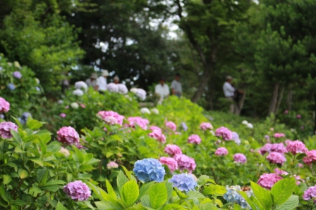 吾妻山公園　平成26年6月27日撮影のあじさいの写真3