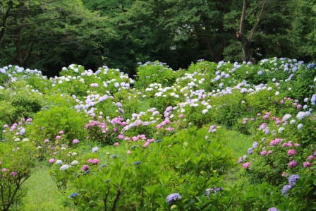 吾妻山公園　平成26年6月27日撮影のあじさいの写真4