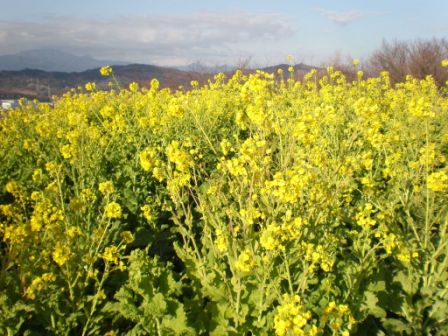 吾妻山公園　平成26年1月7日撮影の菜の花の写真1