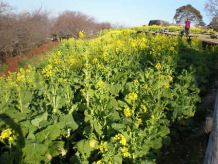 吾妻山公園　平成26年1月7日撮影の菜の花の写真2