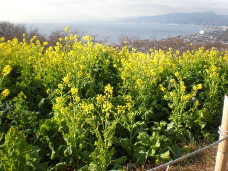 吾妻山公園　平成26年1月7日撮影の菜の花の写真3