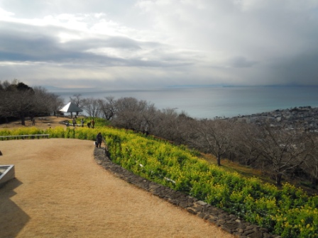 吾妻山公園　平成26年1月10日撮影の菜の花の写真1