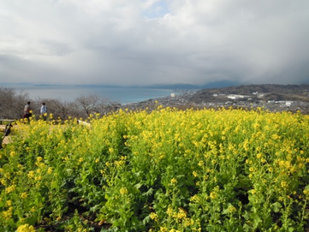 吾妻山公園　平成26年1月10日撮影の菜の花の写真2