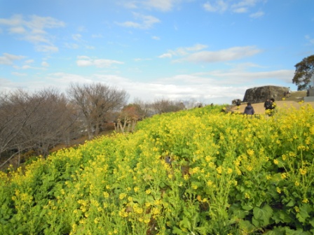 吾妻山公園　平成26年1月10日撮影の菜の花の写真3