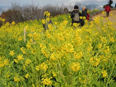 吾妻山公園　平成26年1月10日撮影の菜の花の写真4