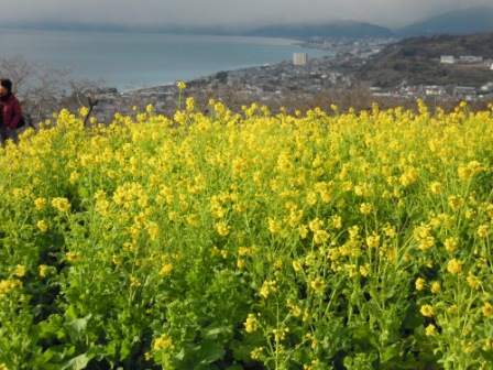 吾妻山公園　平成26年1月10日撮影の菜の花の写真5