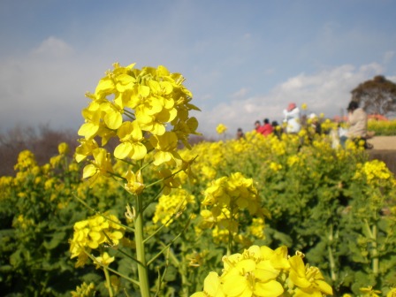 吾妻山公園　平成26年1月17日撮影の菜の花の写真1