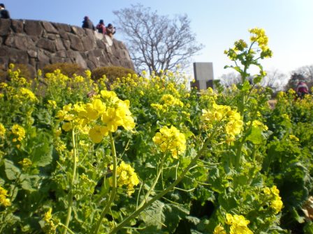 吾妻山公園　平成26年1月17日撮影の菜の花の写真2