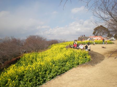 吾妻山公園　平成26年1月17日撮影の菜の花の写真3