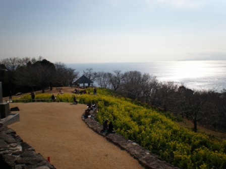 吾妻山公園　平成26年1月17日撮影の菜の花の写真4
