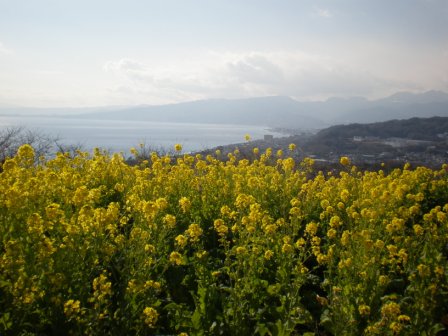 吾妻山公園　平成26年1月17日撮影の菜の花の写真5