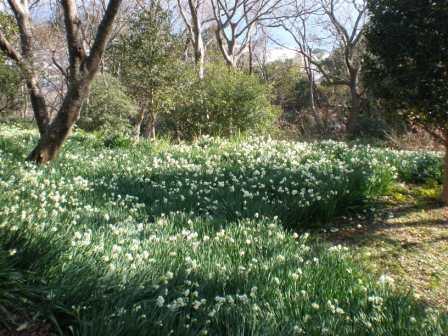 吾妻山公園　平成26年1月17日撮影のスイセンの写真