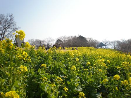 吾妻山公園　平成26年1月23日撮影の菜の花の写真2