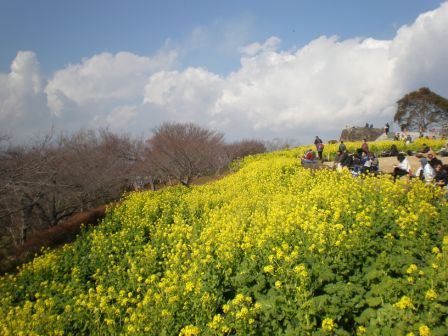 吾妻山公園　平成26年1月23日撮影の菜の花の写真3