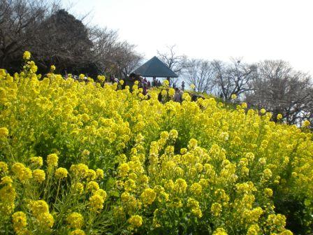 吾妻山公園　平成26年1月23日撮影の菜の花の写真4