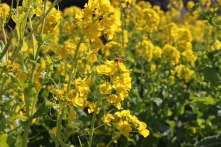 吾妻山公園　平成26年1月31日撮影の菜の花の写真1