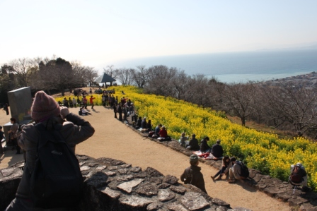 吾妻山公園　平成26年1月31日撮影の菜の花の写真2