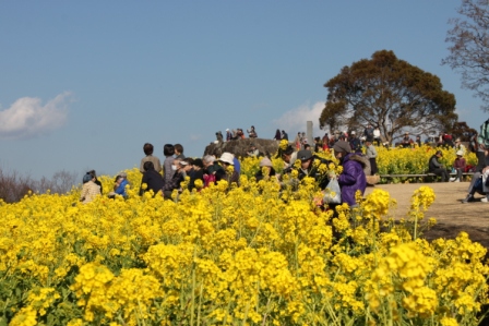 吾妻山公園　平成26年1月31日撮影の菜の花の写真3