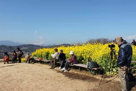 吾妻山公園　平成26年1月31日撮影の菜の花の写真4