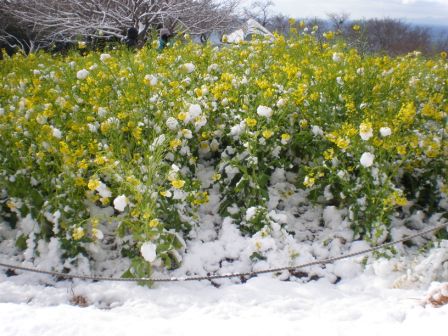 吾妻山公園　平成26年2月5日撮影の雪景色1