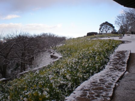 吾妻山公園　平成26年2月5日撮影の雪景色2