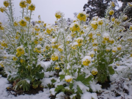 吾妻山公園　平成26年2月14日撮影の雪景色1