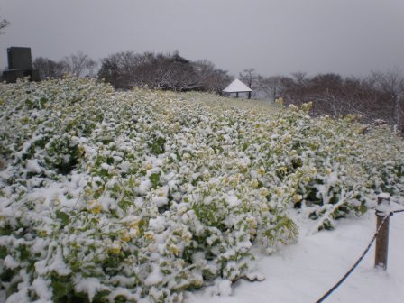 吾妻山公園　平成26年2月14日撮影の雪景色2