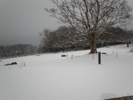 吾妻山公園　平成26年2月14日撮影の雪景色3