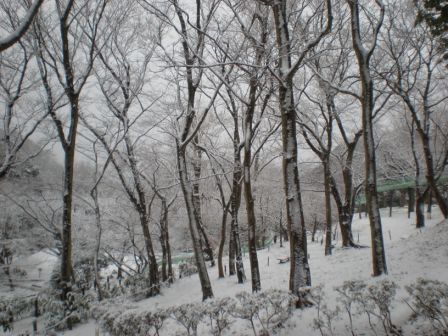 吾妻山公園　平成26年2月14日撮影の雪景色4