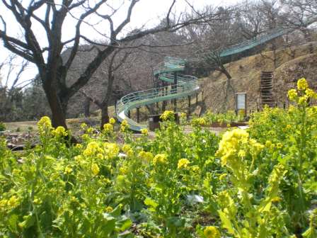 吾妻山公園　平成26年2月21日撮影の菜の花の写真1