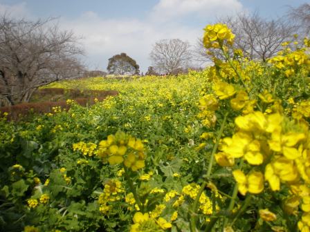 吾妻山公園　平成26年2月21日撮影の菜の花の写真2