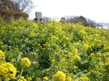 吾妻山公園　平成26年2月21日撮影の菜の花の写真3