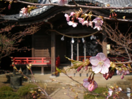 吾妻山公園　平成26年2月21日撮影の桜の写真