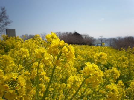 吾妻山公園　平成26年3月7日撮影の菜の花の写真