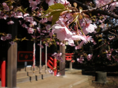 吾妻山公園　平成26年3月7日撮影の桜の写真2