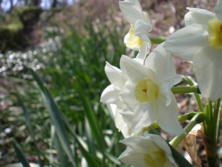 吾妻山公園　平成26年3月7日撮影のスイセンの写真