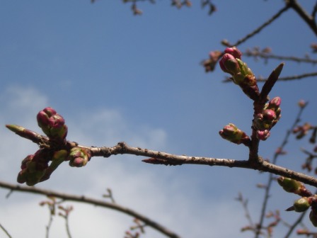 吾妻山公園　平成26年3月7日撮影の桜の写真1