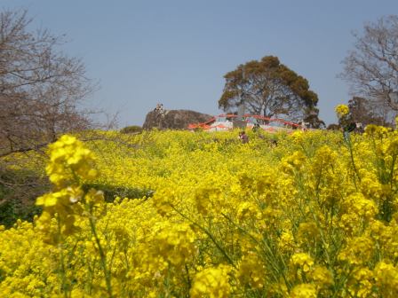 吾妻山公園　平成26年3月24日撮影の菜の花の写真1