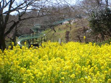 吾妻山公園　平成26年3月24日撮影の菜の花の写真2