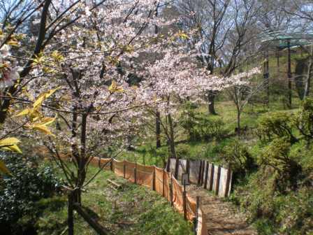 吾妻山公園　平成26年3月24日撮影の桜の写真1