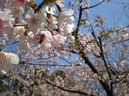 吾妻山公園　平成26年3月24日撮影の桜の写真2