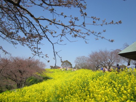 吾妻山公園　平成26年3月28日撮影の菜の花の写真1