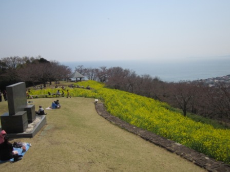 吾妻山公園　平成26年3月28日撮影の菜の花の写真2