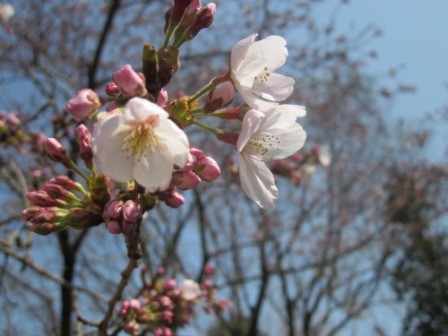 吾妻山公園　平成26年3月28日撮影の桜の写真