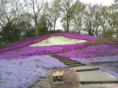 吾妻山公園　平成27年4月10日撮影のシバザクラの写真1