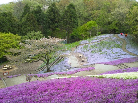 吾妻山公園　平成27年4月10日撮影のシバザクラの写真2